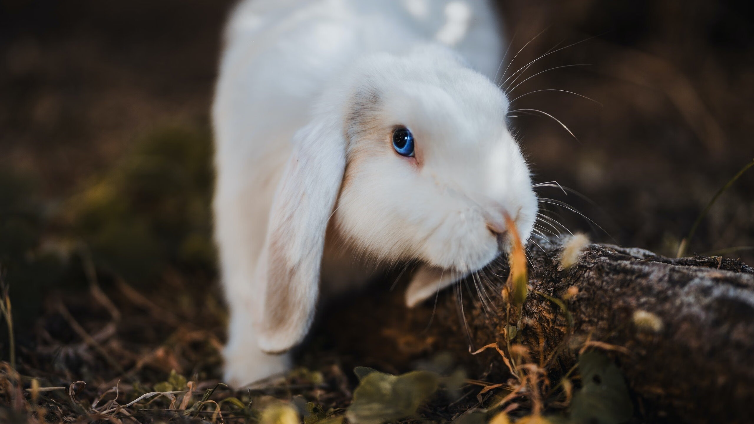 德甲球员在高压攻防转换中情绪干扰水平与控球质量的关系